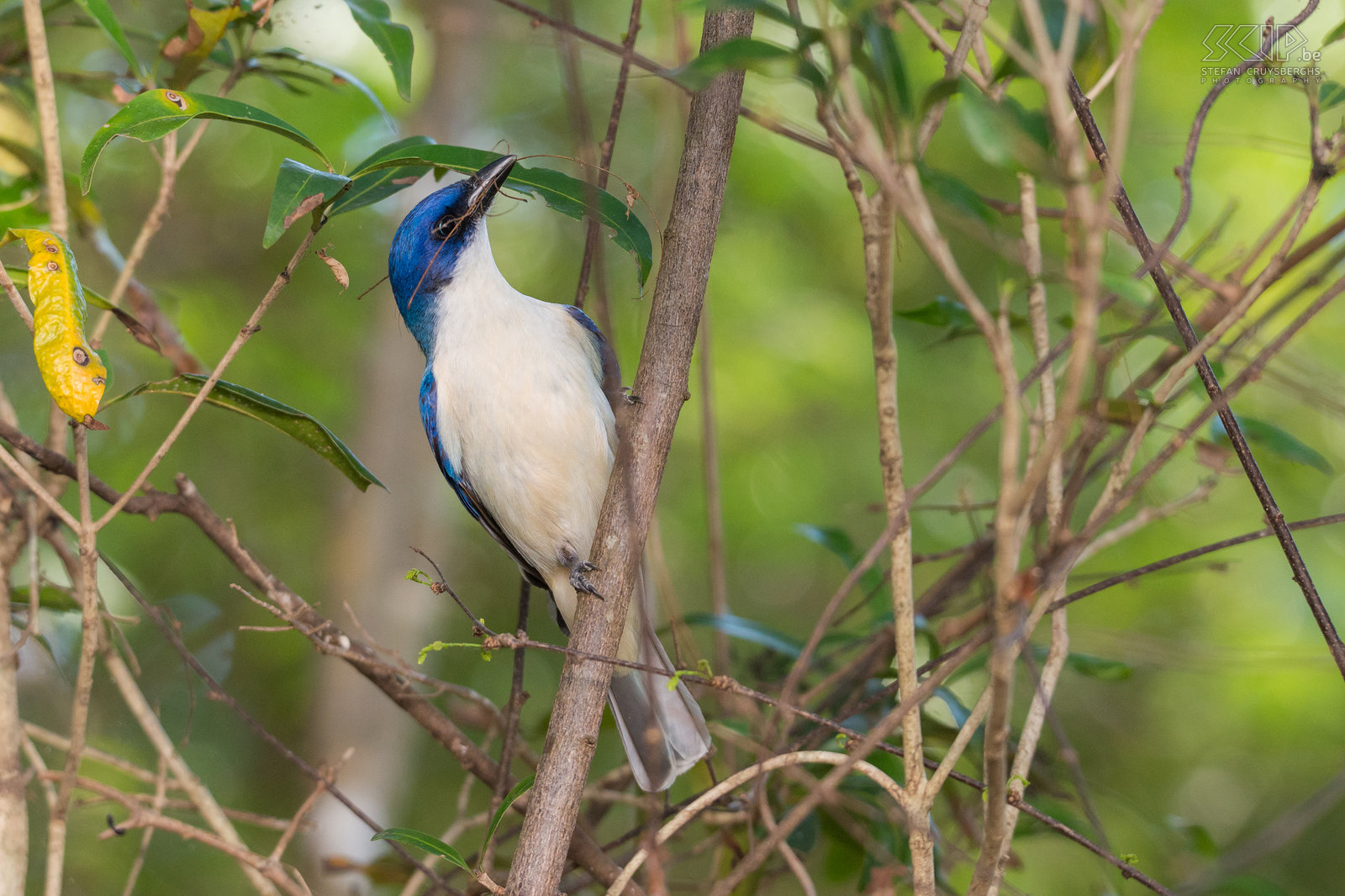Kirindy - Blauwe vanga De vangas zijn een groep van zangvogels die endemisch zijn in Madagaskar en de Comoren. In Madagaskar zijn er 20 soorten. De vangas zijn een voorbeeld van adaptieve radiatie; ze zijn geëvolueerd van eenzelfde populatie naar een verscheidenheid van vogels met verschillende snavels, groottes en kleuren. De blauwe Vanga (Cyanolanius madagascarinus) is een van hen. Stefan Cruysberghs